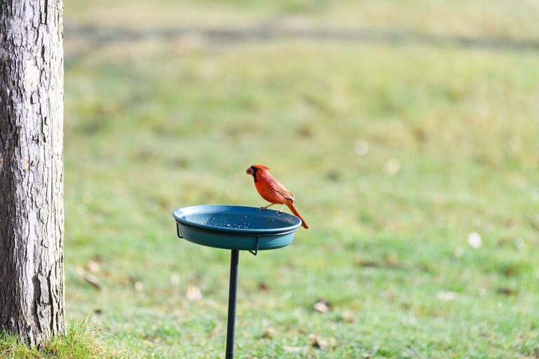 Beginner Tips for Backyard Birdwatching: A Simple Guide to Get Started